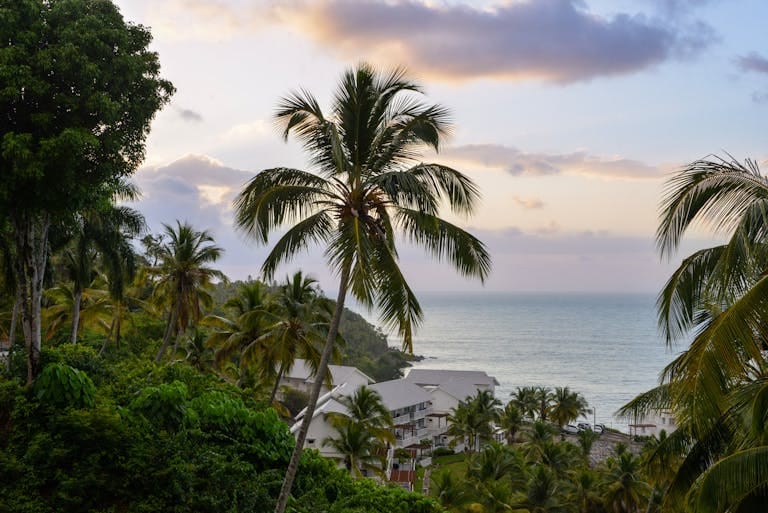 Lush palm trees overlook the ocean in Samaná, Dominican Republic, during a peaceful sunset Stafford Affiliates Travel