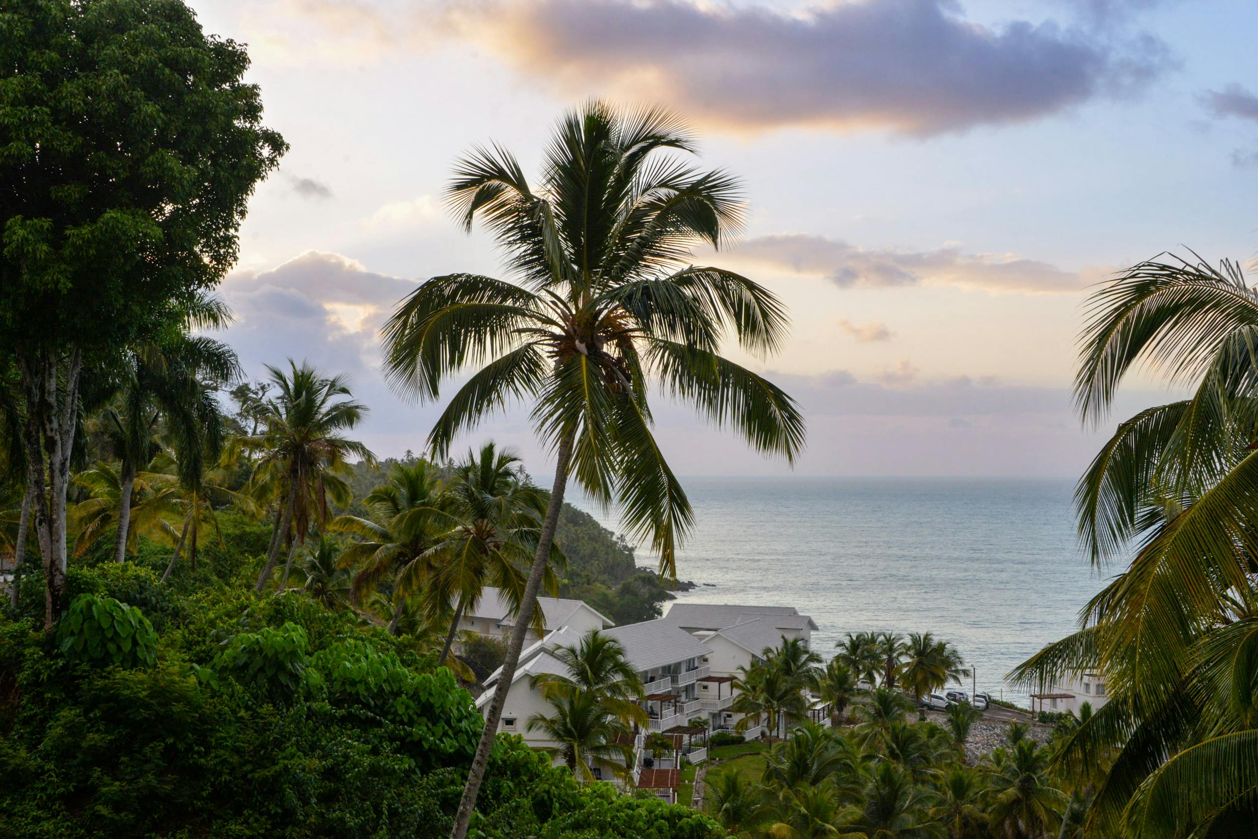 Lush palm trees overlook the ocean in Samaná, Dominican Republic, during a peaceful sunset Stafford Affiliates Travel