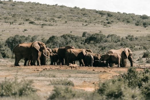 African elephants and wildlife roaming across a natural reserve landscape on an ethical ecotourism trip – Stafford Affiliates Travel.